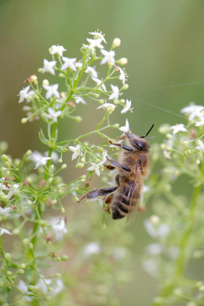 pexels szafran 19148597